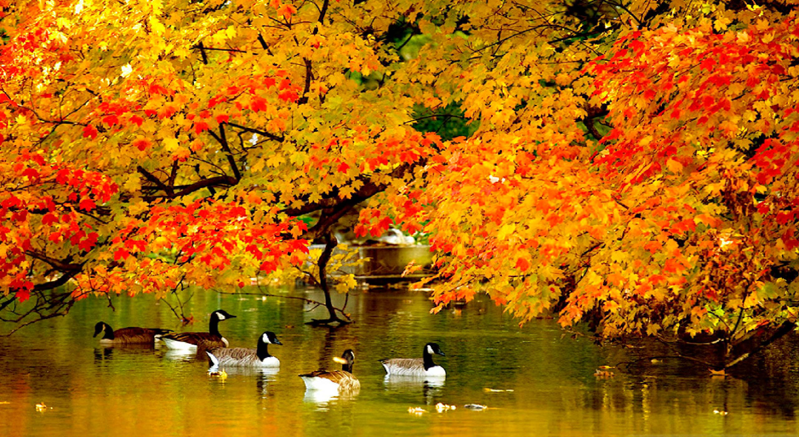 Autumn at the agro-estates of Belarus