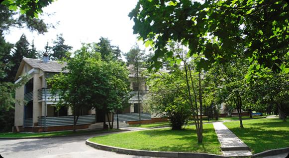 Сосны